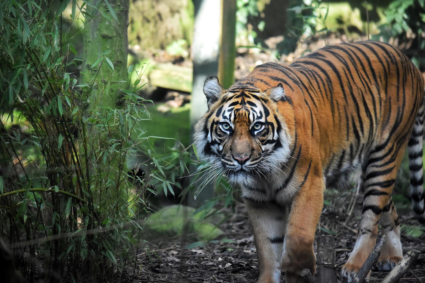 Sumatran tiger Dharma looking directly at camera surrounded by trees IMAGE: Rebecca Parr 2022
